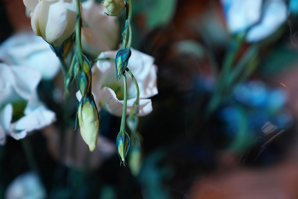 Sekai Machache: A Hint of Blue (Still Life)