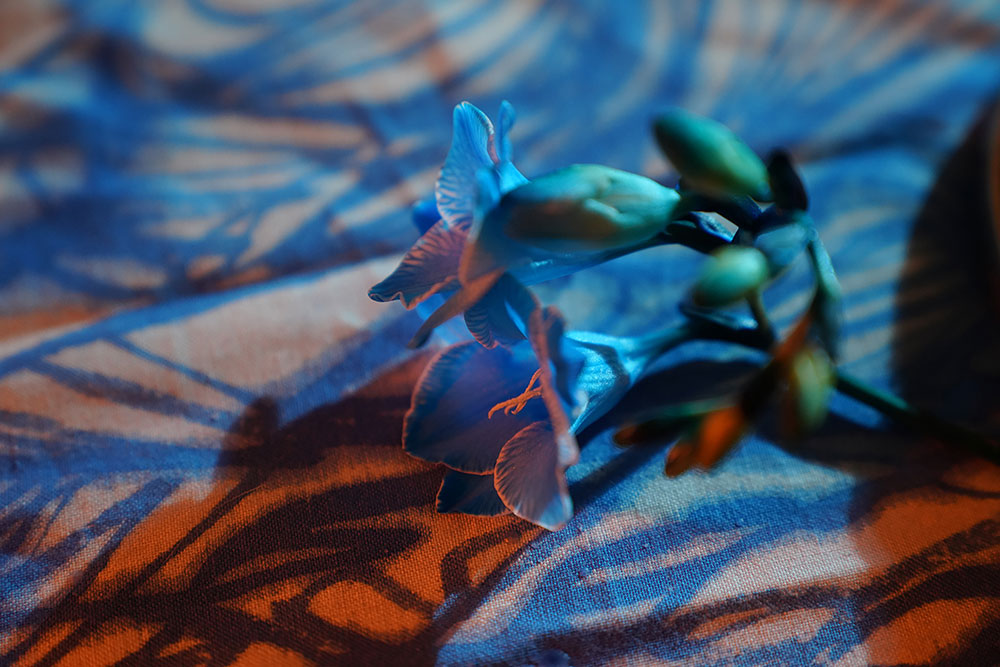 Sekai Machache: A Hint of Blue (Still Life)